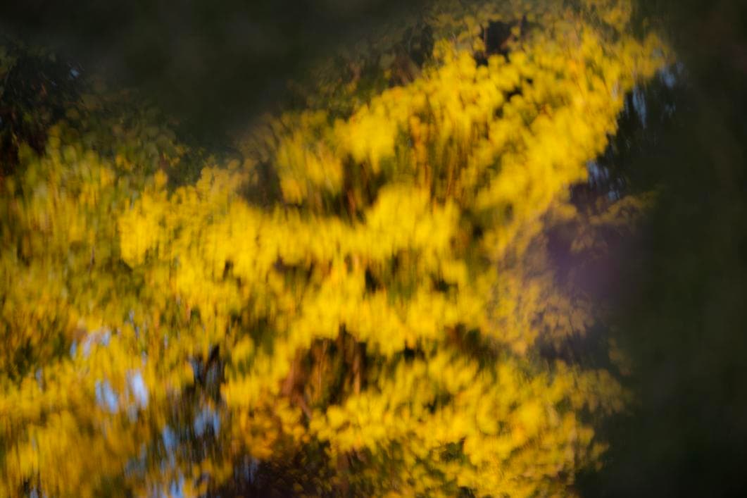 Mastodon profile header